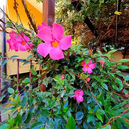 Palmas Anna's Is Procilis Palmas Arborea