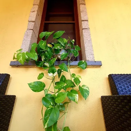 Palmas Anna's Is Procilis 4*