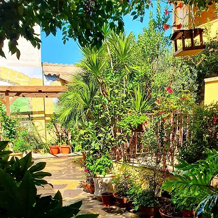 Palmas Anna's Is Procilis