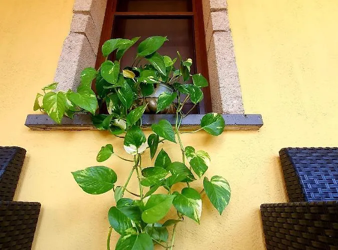 Palmas Anna's Is Procilis 4*